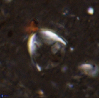 Zygodiscus skoteinigefyra 49850