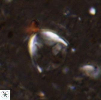 Zygodiscus skoteinigefyra 49850