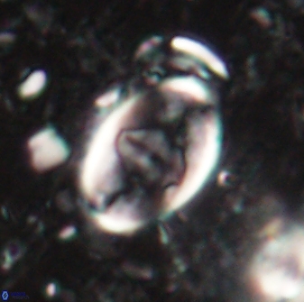 Zygodiscus skoteinigefyra 61035
