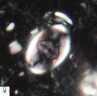 Zygodiscus skoteinigefyra 61035
