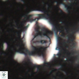 Zygodiscus skoteinigefyra 61030