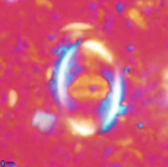 Zygodiscus skoteinigefyra 61031