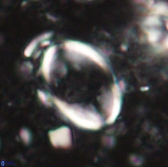 Zygodiscus skoteinigefyra 61032