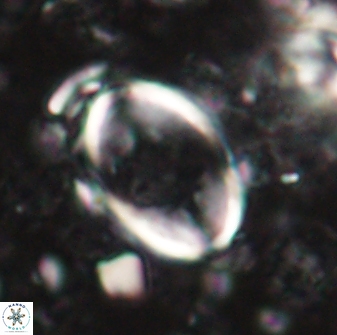 Zygodiscus skoteinigefyra 61032