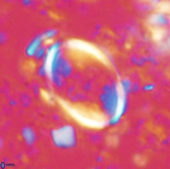 Zygodiscus skoteinigefyra 61033