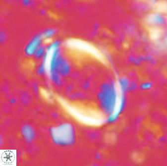 Zygodiscus skoteinigefyra 61033