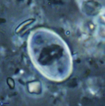 Zygodiscus skoteinigefyra 61047