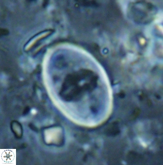 Zygodiscus skoteinigefyra 61047