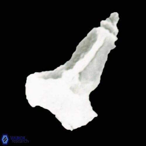 Zygrablithus bijugatus S9 26