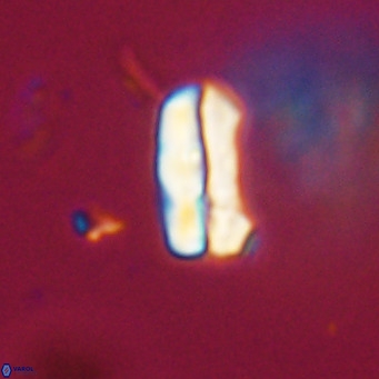 Zygrhablithus bijugatus VR 30657