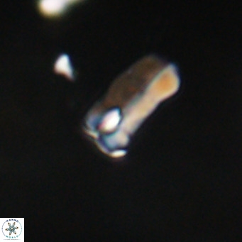 Zygrhablithus bijugatus VR 30660