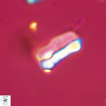 Zygrhablithus bijugatus VR 30662