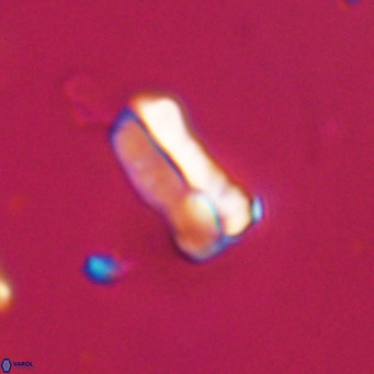 Zygrhablithus bijugatus VR 30665