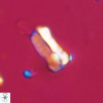 Zygrhablithus bijugatus VR 30665