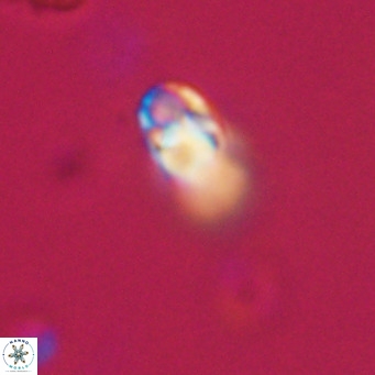 Zygrhablithus bijugatus VR 30673
