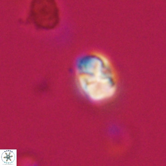 Zygrhablithus bijugatus VR 30675