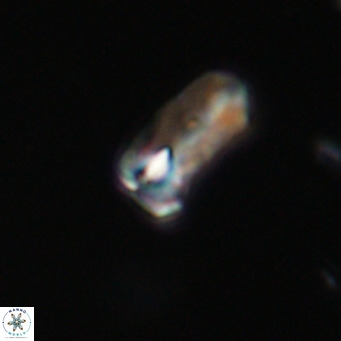Zygrhablithus bijugatus VR 30678