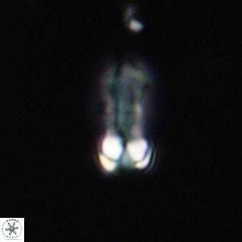 Zygrhablithus bijugatus VR 30686