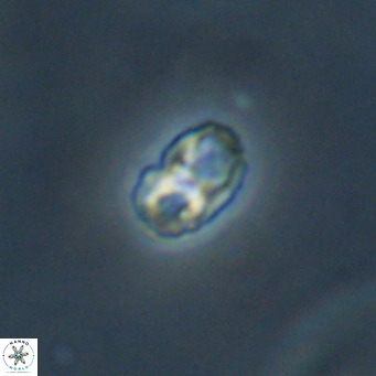 Zygrhablithus bijugatus VR 30840