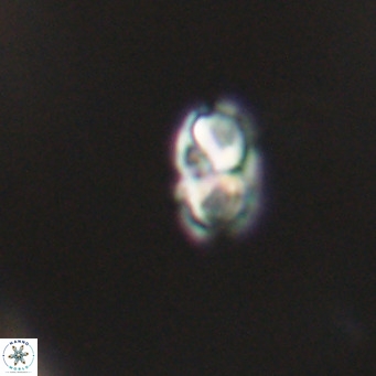 Zygrhablithus bijugatus VR 30831