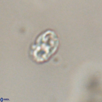 Zygrhablithus bijugatus VR 30837