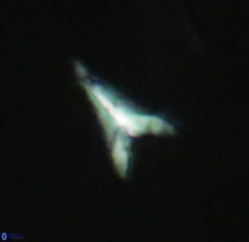 Ceratolithoides aculeus 3983