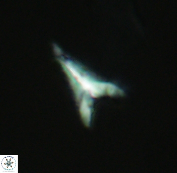 Ceratolithoides aculeus 3983