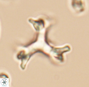 Marthasterites furcatus 11829