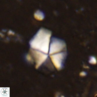 Micrantholithus imbricatus VR 00119