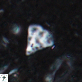 Minylitha cancellata 19453