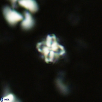 Erlendmartinia insignita VR 02860