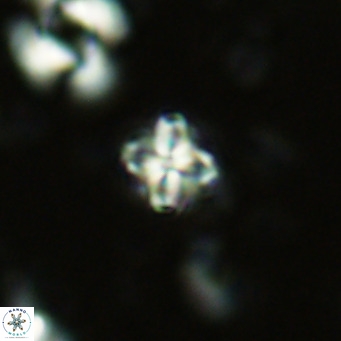 Erlendmartinia insignita VR 02860