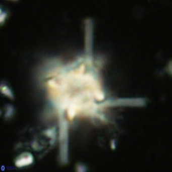 Nannoturba joceliniorum VR 02565