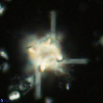 Erlendmartinia svastika VR 02565