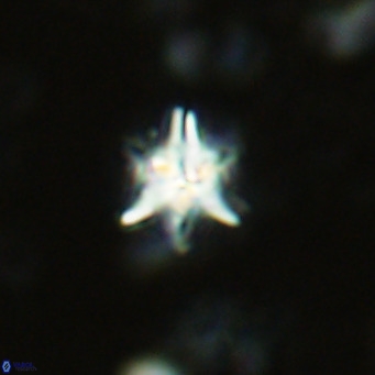 Erlendmartinia kompsoschedio VR 02436