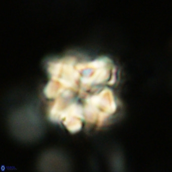 Erlendmartinia trachyschedio VR 02405