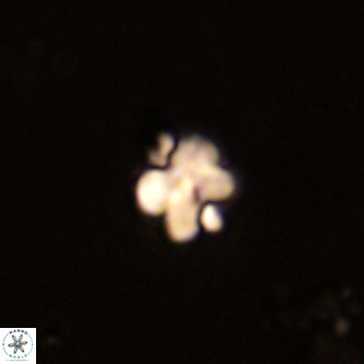 Octolithus multiplus VR 01750