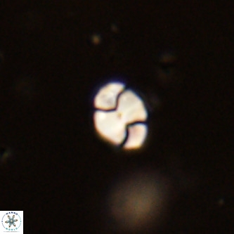 Octolithus multiplus VR 01827