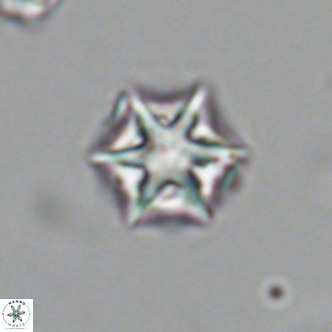 Olladiscoaster exagonikoasteri VR 18876
