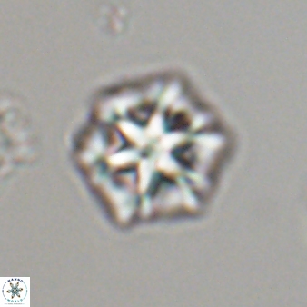 Olladiscoaster perplexus 32592