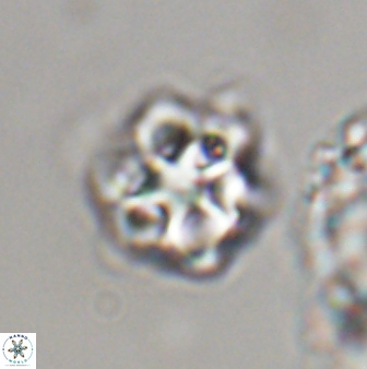 Olladiscoaster vestigium 31609