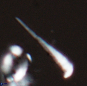 Orthorhabdus serratus 27657