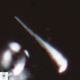 Orthorhabdus serratus 27657