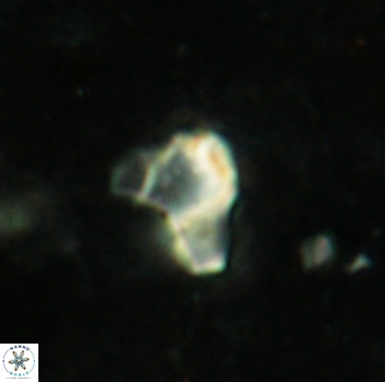 Orthozygus aureus 2336