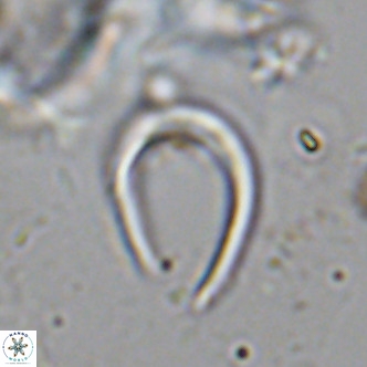 Amaurolithus delicatus VR 07876