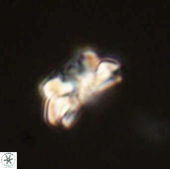 Asinithistimorfi paraxenos 56871