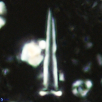 Blackites spinula VR 02887