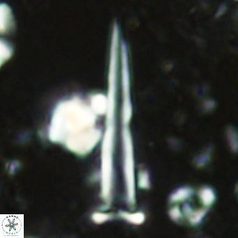 Blackites spinula VR 02887