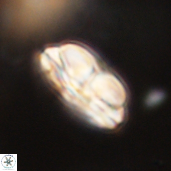 Bomolithus dydimolofous 70637