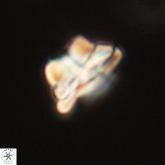 Bomolithus elegans 70015